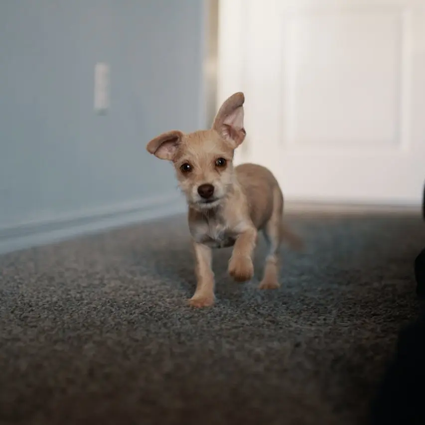 pet urine treatment